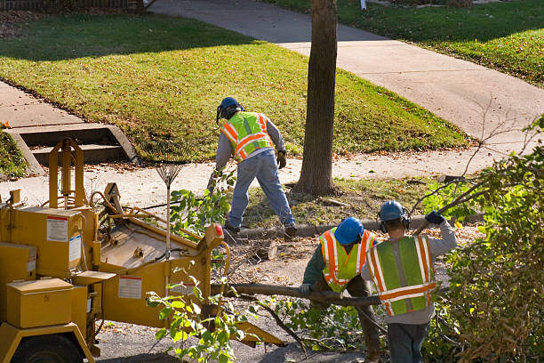 Best Best Tree Removal Services  in Margate City, NJ